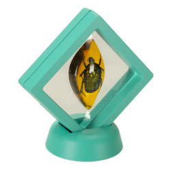 Archeologické vykopávky nastavili hmyz na jantár